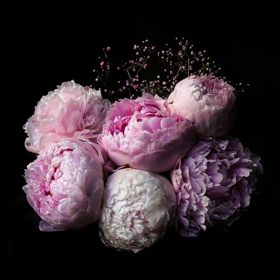 Rangkaian bunga peony pink di latar gelap